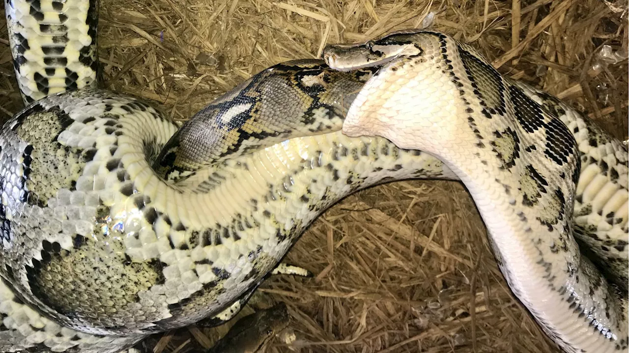 10-foot Burmese python eats massive rival snake for dinner in a world-first