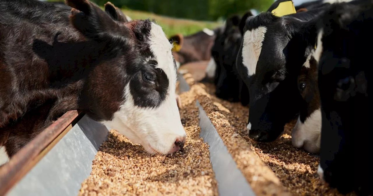 McConalogue ‘not concerned’ amid China investigation into dairy farmer subsidies