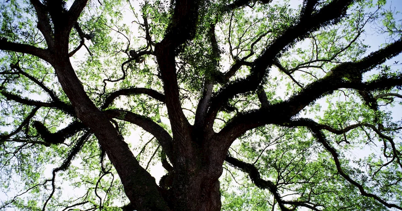 Surely our neighbours are responsible for maintaining their old and dangerous oak tree?