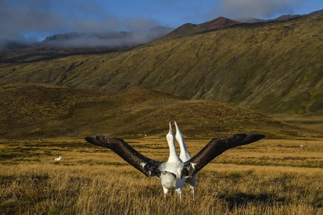 Cientistas planejam 'bombardear' um milhão de ratos devoradores de albatrozes vivos na Ilha Marion