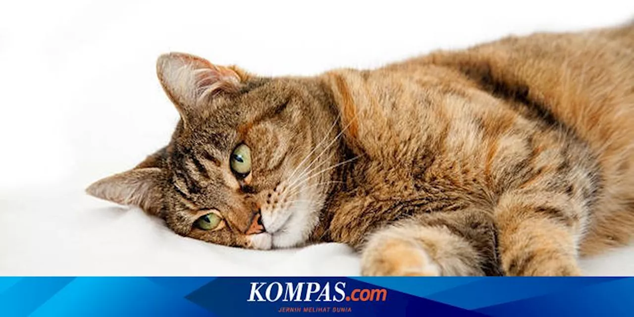 10 Masalah Kesehatan yang Bisa Terjadi jika Kucing Terlalu Gemuk