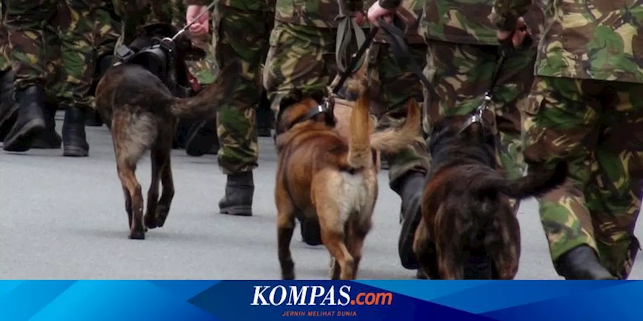 Hewan Ini Ternyata Biasa Dijadikan Mata-mata oleh Militer