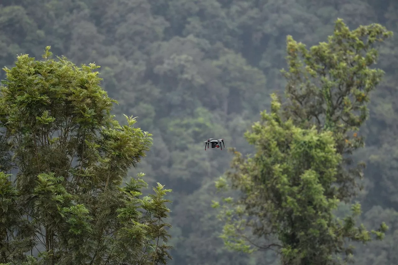 En Inde, des policiers et des drones pour traquer une meute de loups meurtriers