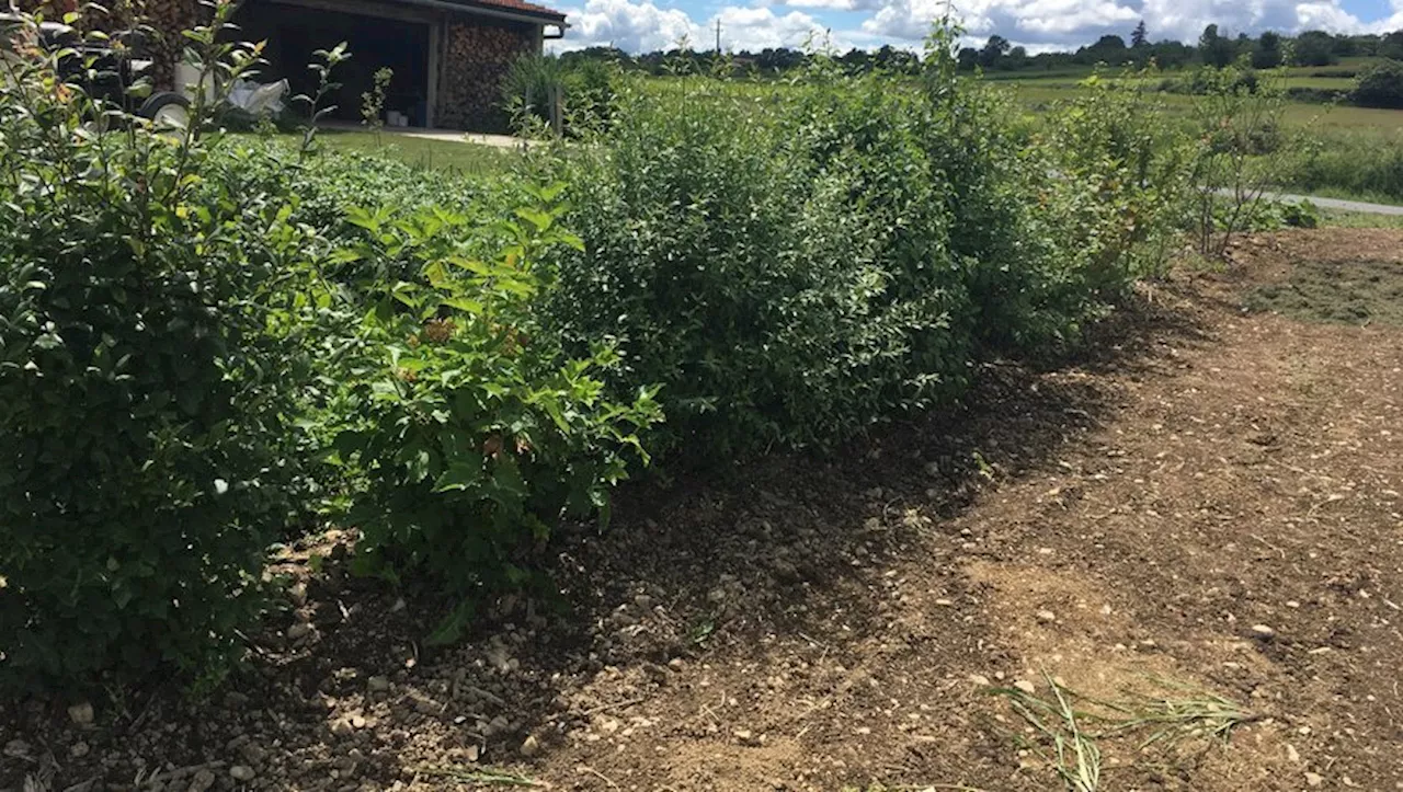 Hautes-Pyrénées : urgence pour les agriculteurs avec la plantation des haies