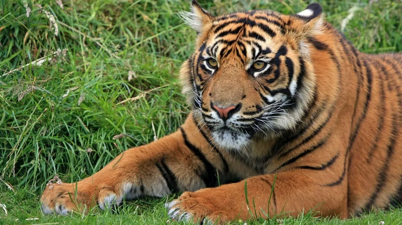 Un tigre mord une gardienne dans un parc d'attraction australien