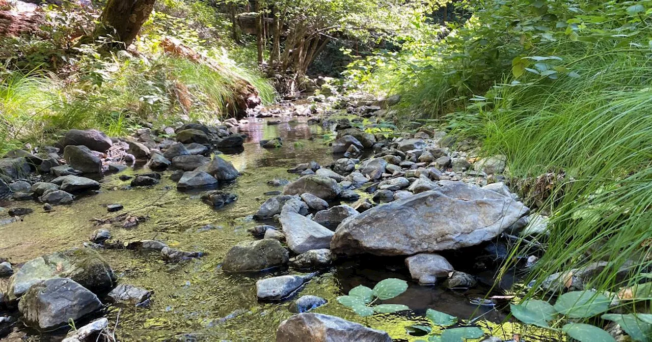 Court orders California county to ensure groundwater pumping doesn’t harm streams and fish