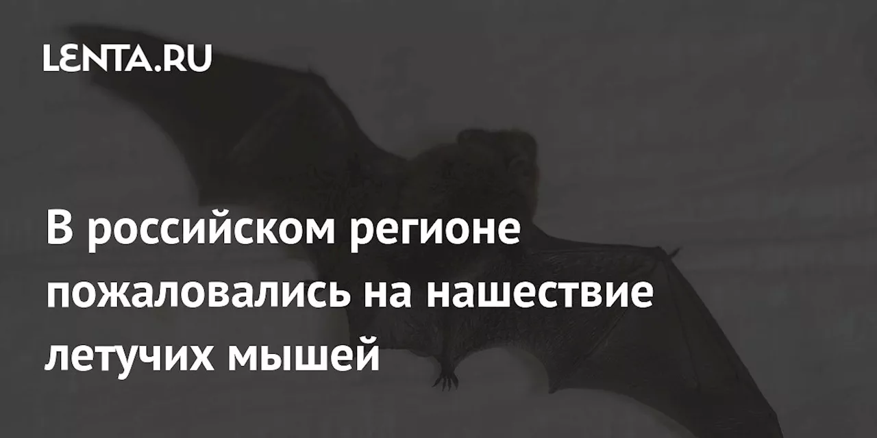 В российском регионе пожаловались на нашествие летучих мышей