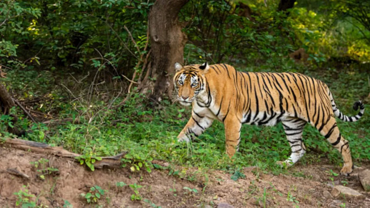 Pekerja di Taman Hiburan Australia Diserang Harimau, Alami Luka Serius