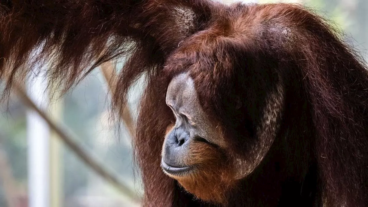 Saat Kembali Si Orangutan Bikin Panik Petugas Kebun Binatang di Kanada karena Melarikan Diri dari Kandang