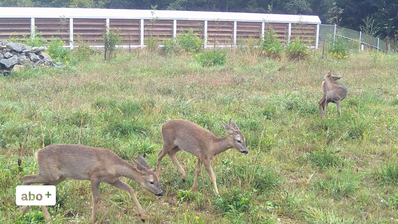 Wildtierbrücken über die A2 werden fleissig genutzt – nicht nur von Tieren