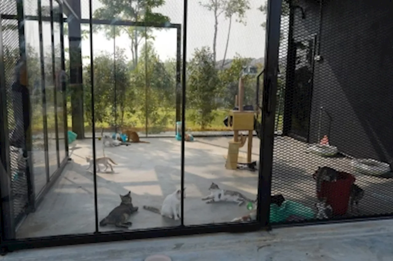 ‘Absolutely false’: Royal Klang City Council denies neglecting strays at Klang Cat Park