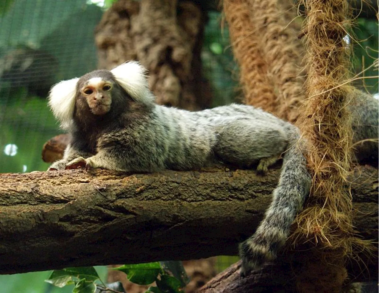 Marmoset, Si Kecil dari Hutan yang Ternyata Punya Nama untuk Panggil Teman