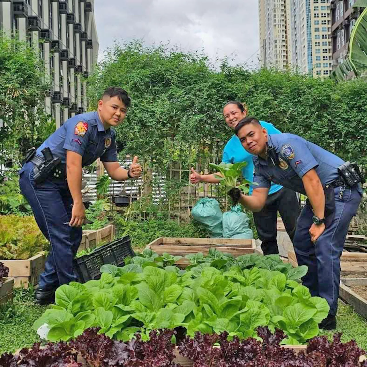 Urban farming option cultivates climate resilience and food security