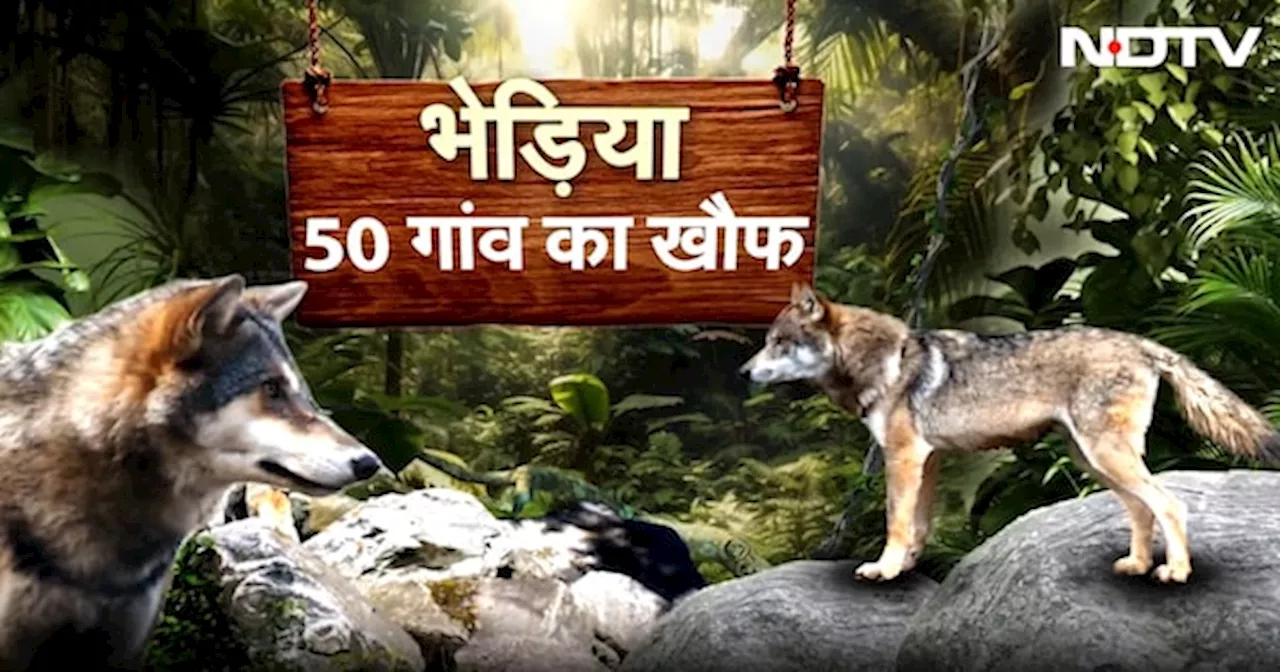 Wolf Attack Bahraich: UP के बहराइच में कैसे 2 भेड़ियों ने 50 गांवों में लोगों का जीना मुश्किल कर दिया है?