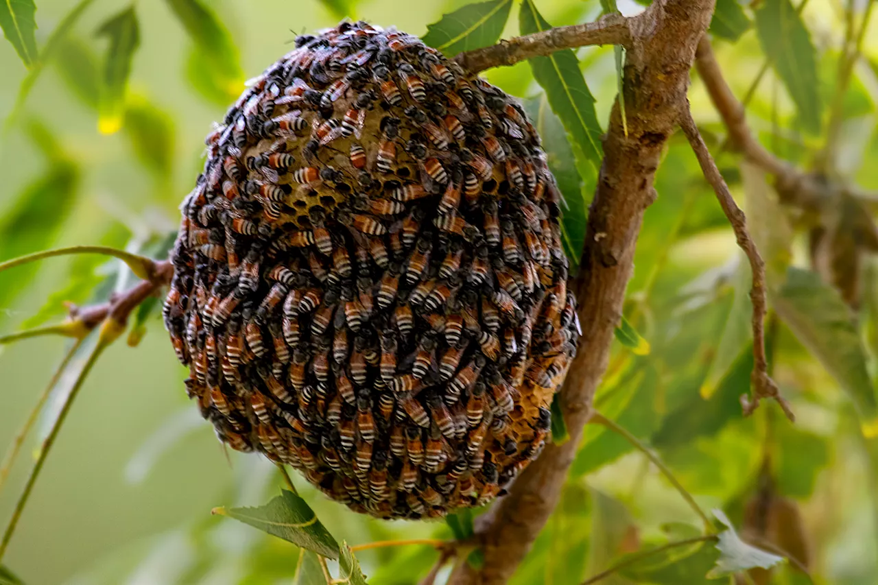 Alarming discovery of a colony of invasive red dwarf bees in Europe