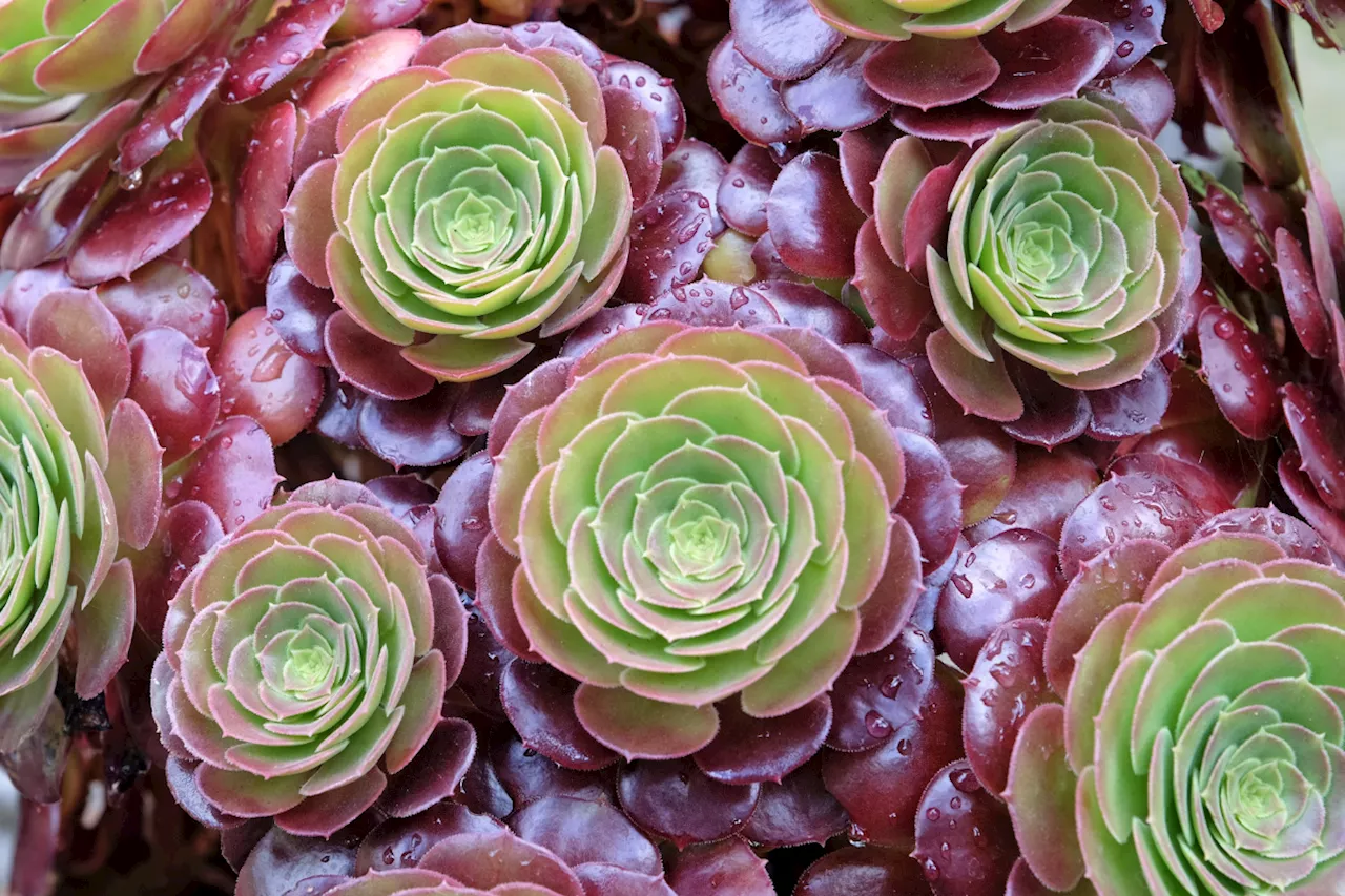 This plant, a pure splendour of nature, is perfect for embellishing rock gardens