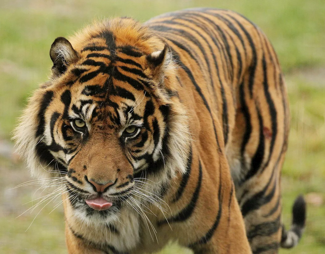 ‘A tiger got loose in Booterstown’ – Public transport’s strangest stories