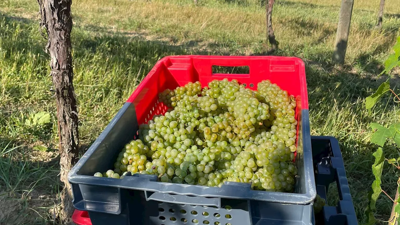 Tausende NÖ-Winzer sind mitten in der Weinlese