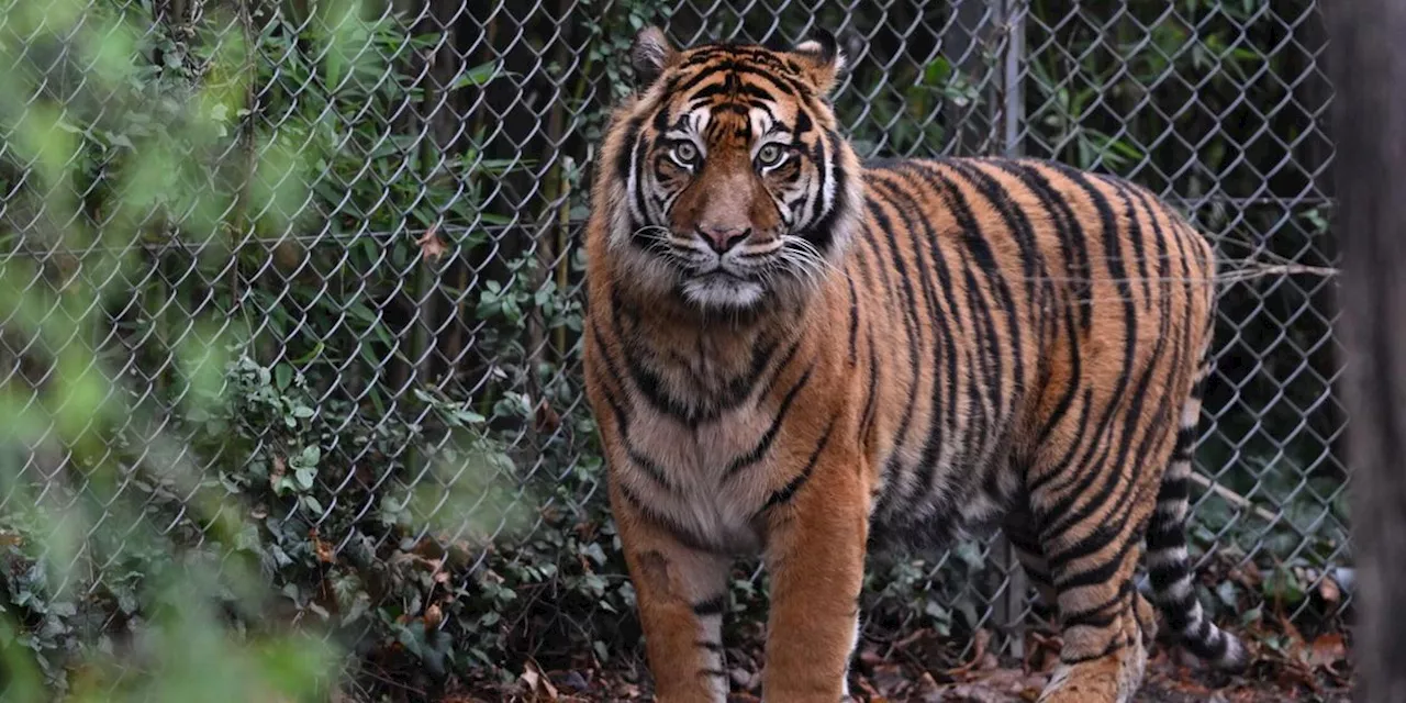 Tiger greift in australischem Freizeitpark Pflegerin an