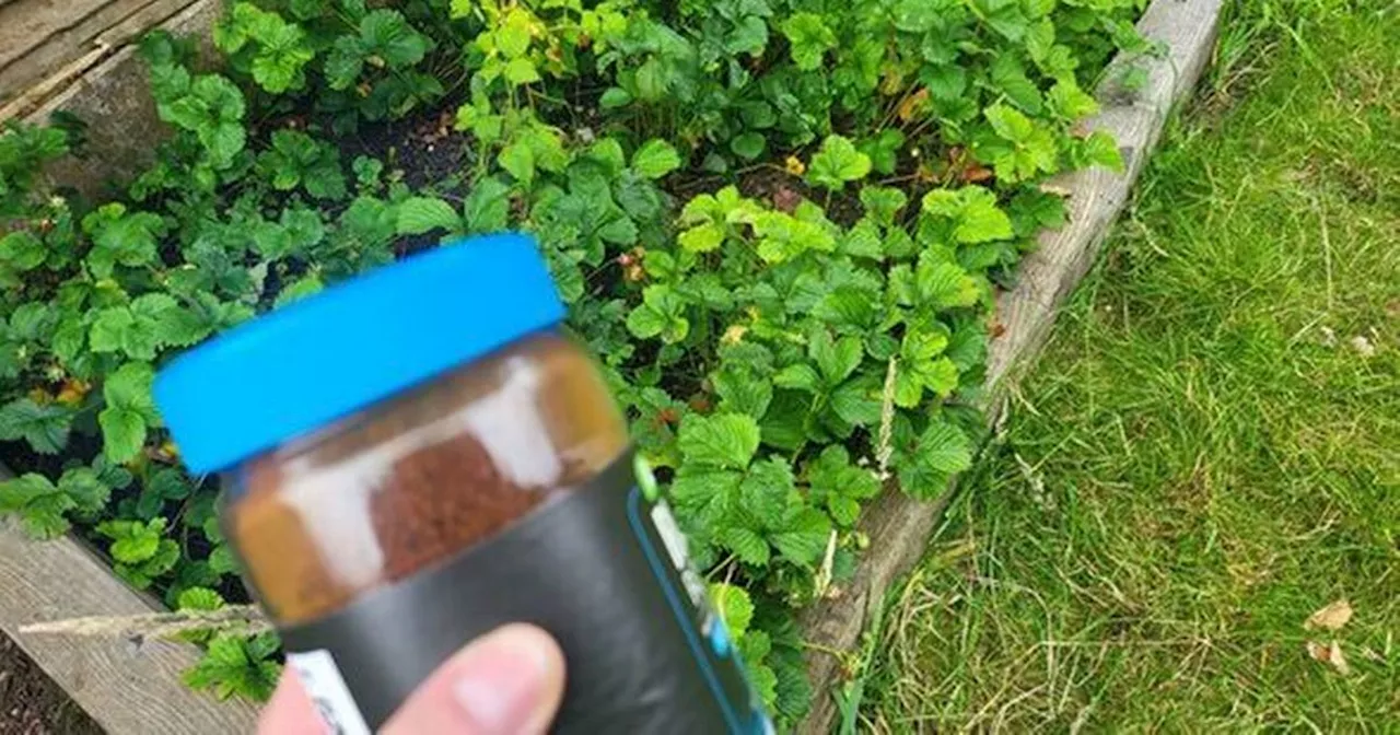 Gardeners told to use coffee on their plants for important reason