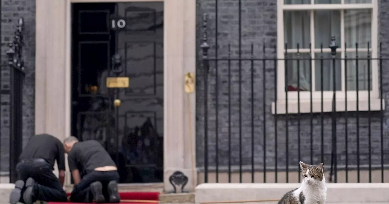 Kein Hund für die Downing Street: Premier holt Kätzchen