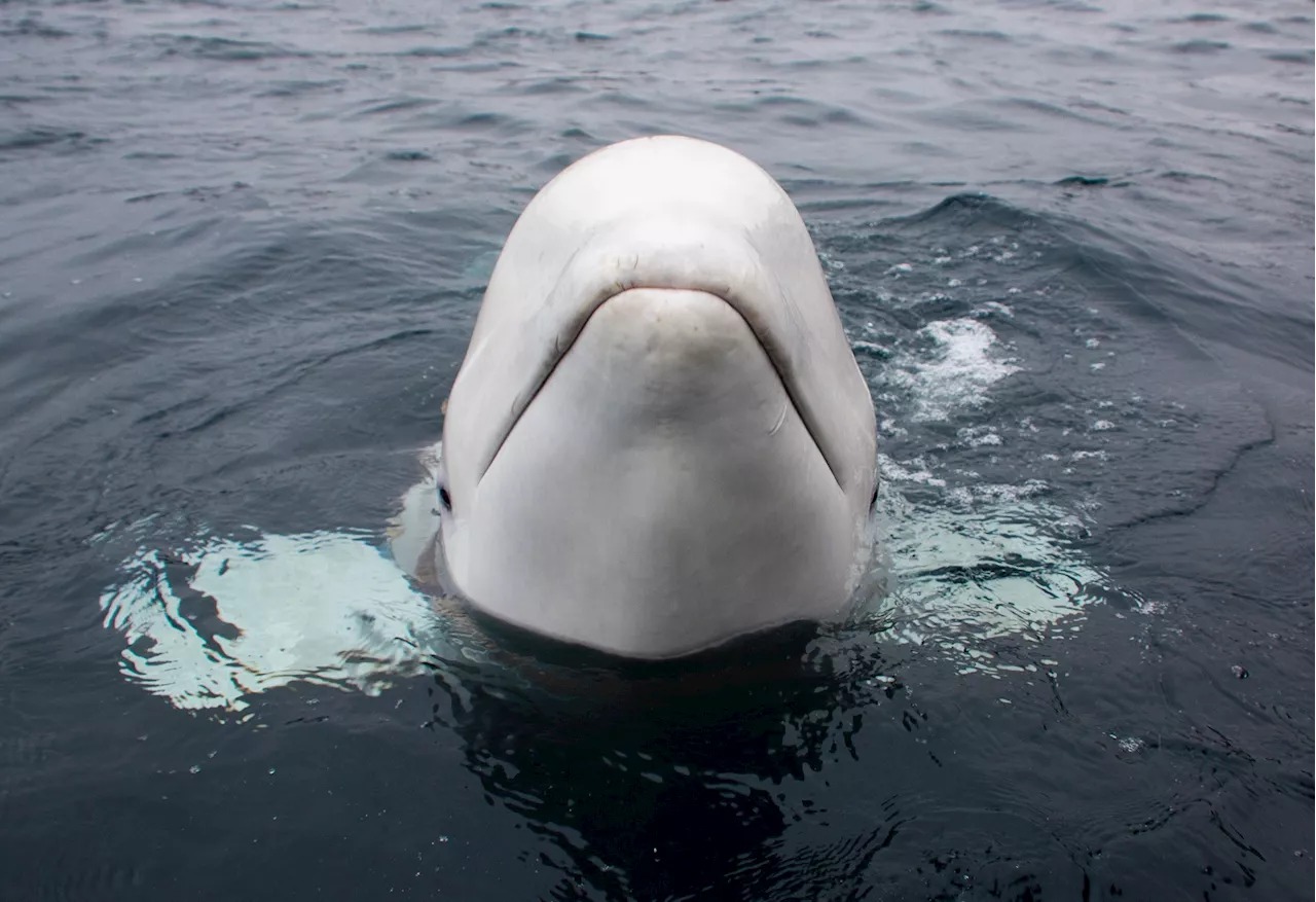 Famed Beluga whale believed to be 'Russian spy' dies in Norway