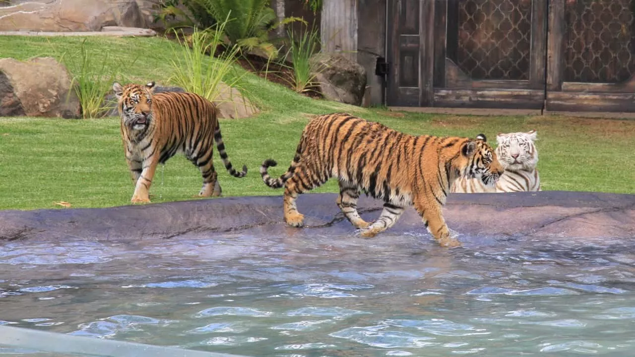 Dreamworld animal handler hospitalised after being mauled by tiger while working