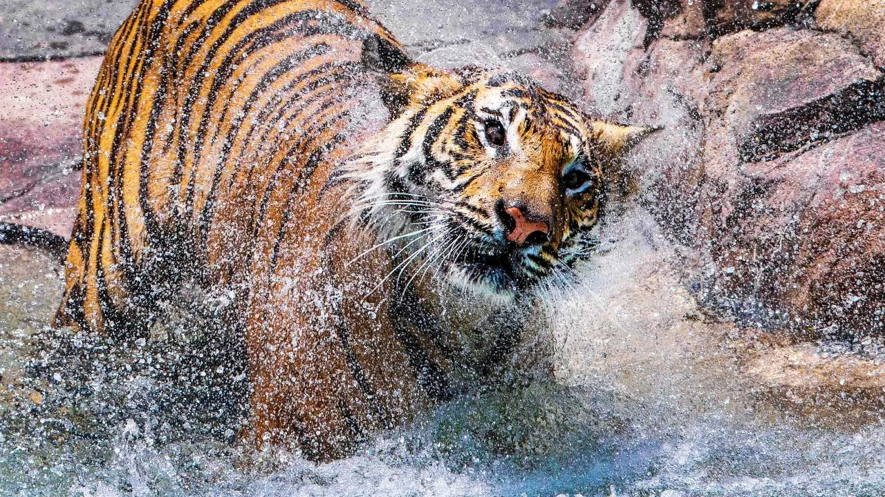 Woman attacked by tiger at Dreamworld