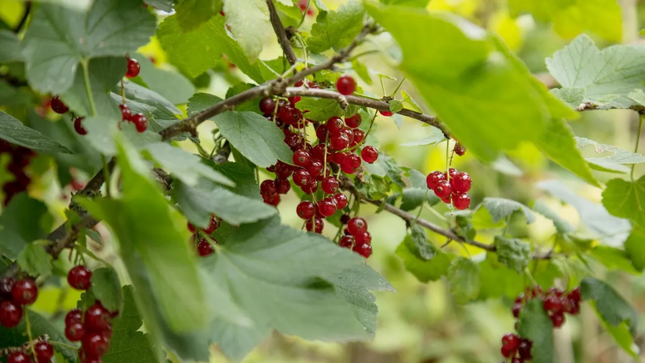 Johannisbeeren schneiden: Dieses Triebe sollten im September weg