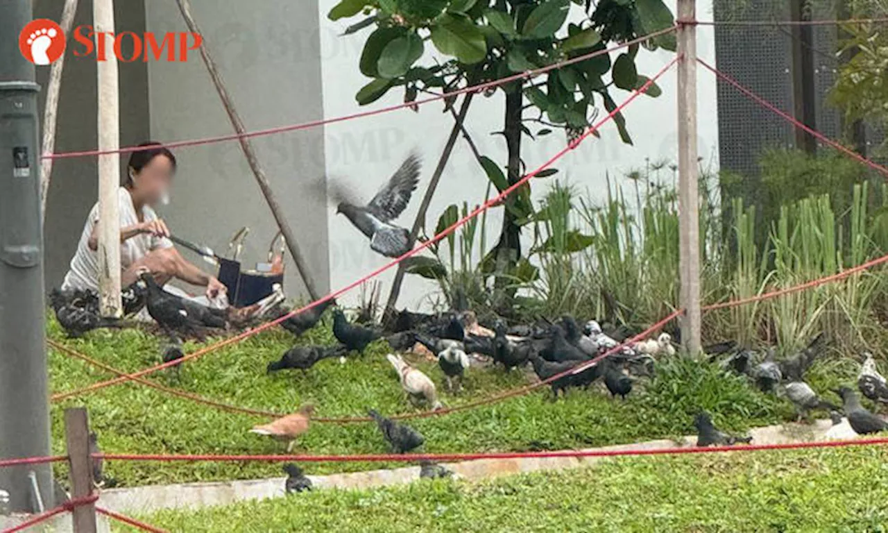 Town council goes for 'last resort' against Yishun resident who won't stop feeding birds