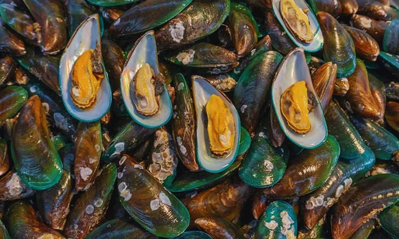 Public cautioned against shellfish contamination