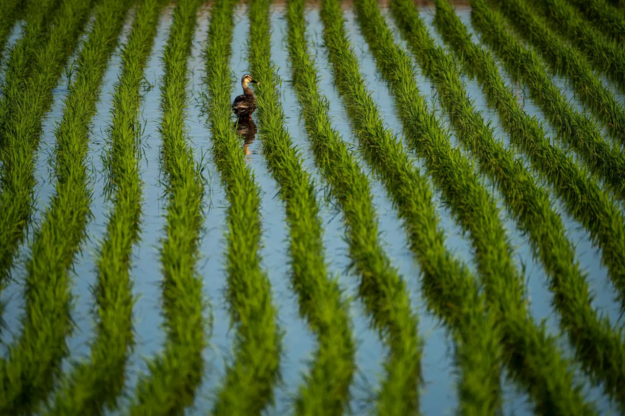 Südkorea: Krise bei Reis-Konsum - Regierung fördert alkoholische Getränke