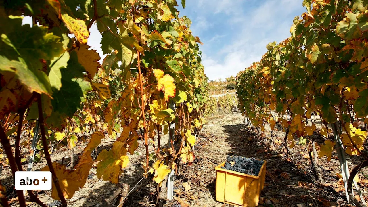 Raffinierte Betrugsmasche: Billiger Fusel aus Spanien als Schweizer Qualitätswein verkauft