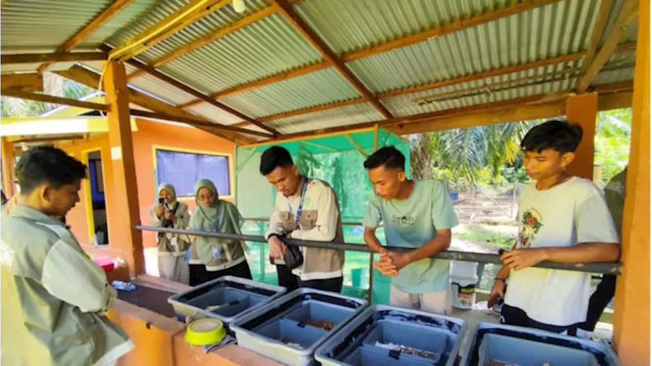 Inovasi Pakan Organik Ayam Kampung di RBI Sintong Pusaka: Murah-Ramah Lingkungan