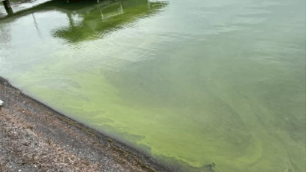 Health expert warns of record-setting harmful algal blooms in Canandaigua Lake