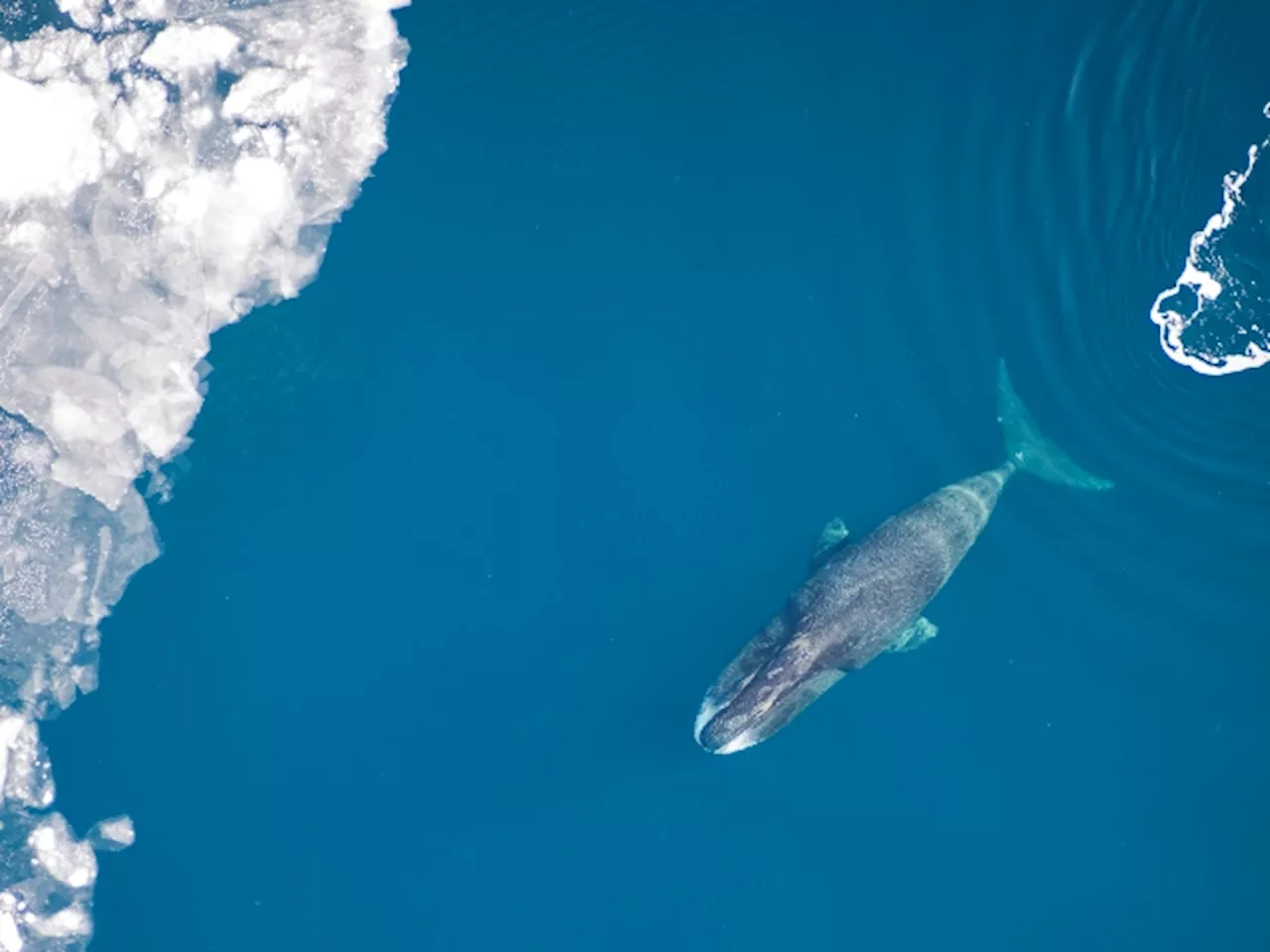 How The Longest-Living Mammal Was Found With 1880s-Era Harpoon In Its Side