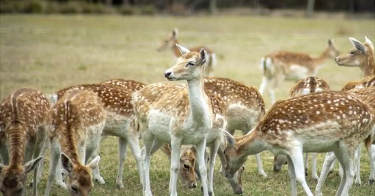 Concern feral deer will become 'Australia's next rabbit plague' unless population is culled