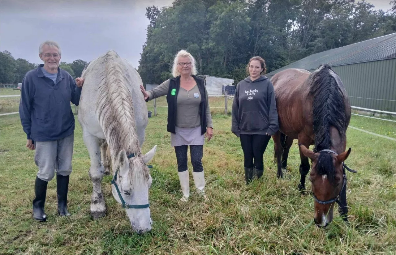 Yvelines : sans cette association, beaucoup de chevaux abandonnés ou maltraités finiraient à l’abattoir