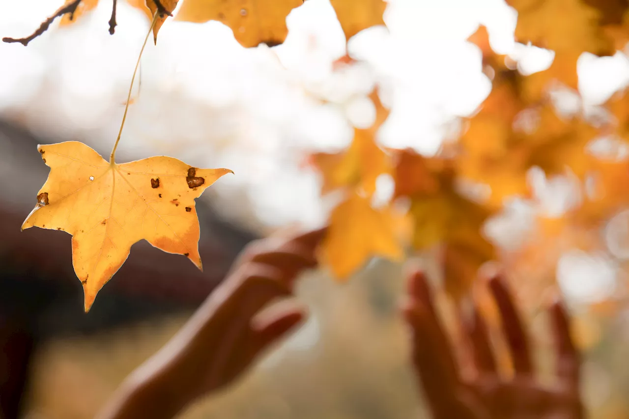 Autunno 2024, quando inizia e perché l'equinozio non cade sempre lo stesso giorno