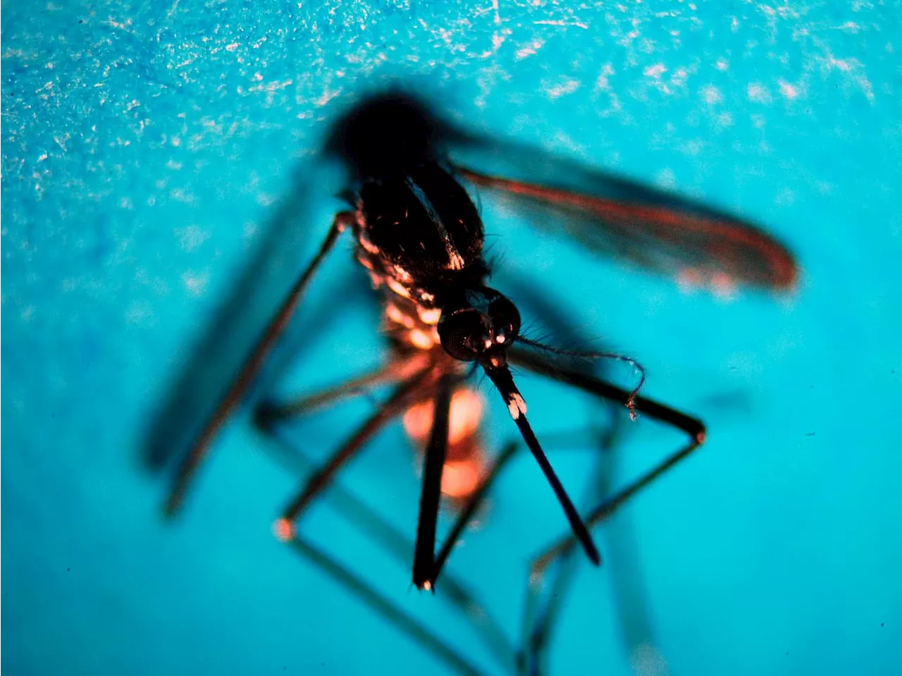 West Nile Italia, 51 nuovi casi in una settimana: salgono a 16 i morti