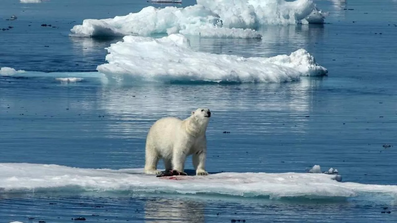 Erster Eisbär seit 2016 in Island gesichtet - von Polizei erschossen