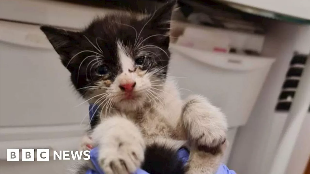 Bradford kitten rescue: Five-week-old cat saved from car engine