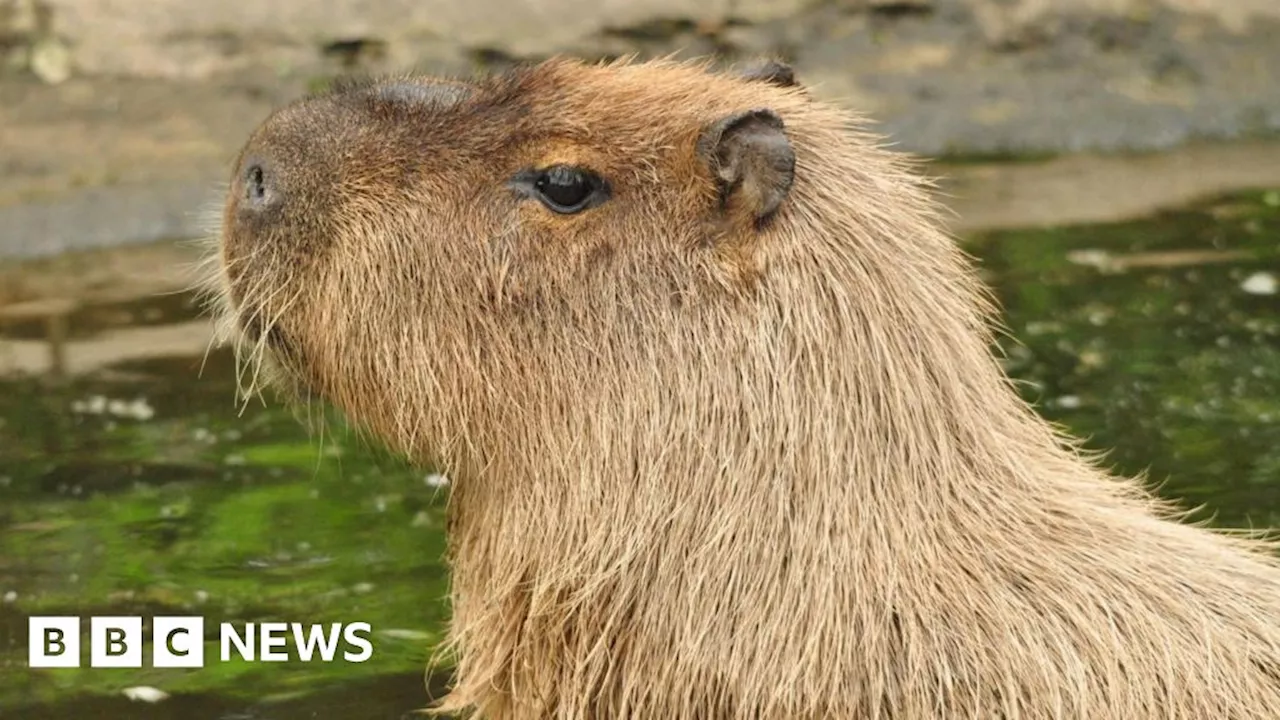 Cinnamon the capybara in Telford faces fresh capture attempt by zoo