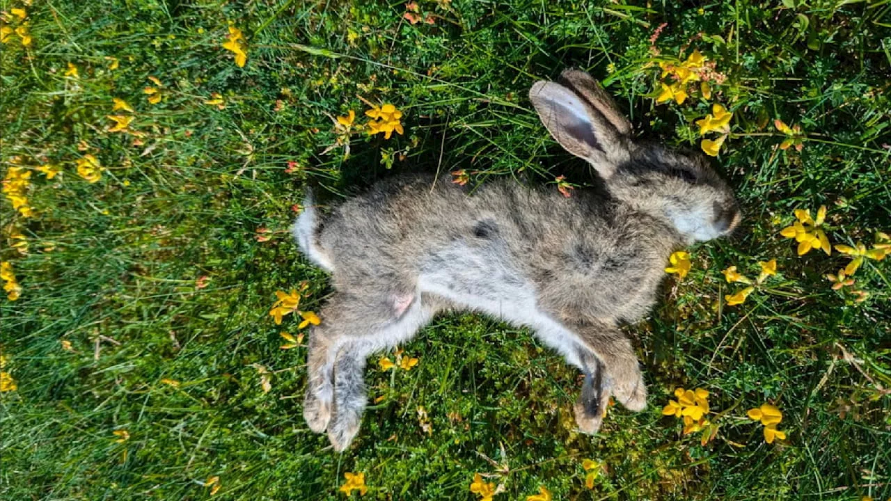 Niedersachsen: Neue Virus-Variante – China-Seuche rottet Kaninchen aus