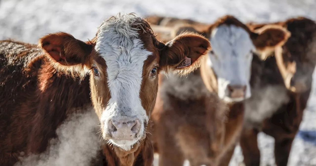 Years-long ban on Canadian beef highlights 'uncertainty' of Chinese market