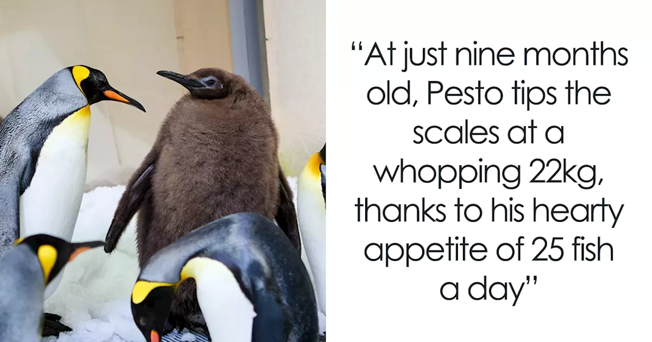 Meet 9-Month-Old Pesto, Who’s The Besto, Weighing In At A Whopping 22 Kg