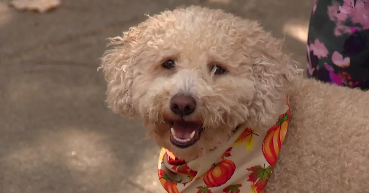 Dog suffers shock after wires are left exposed on parkway on Chicago's north lakefront