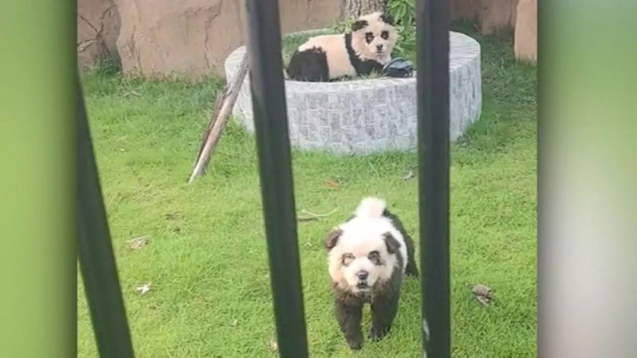 \'Perros panda\': un zoo chino se hace viral por atraer a los visitantes con cachorros pintados