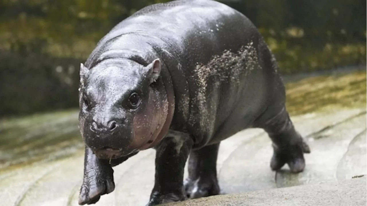 Pygmy hippo Moo Deng launches a thousand memes