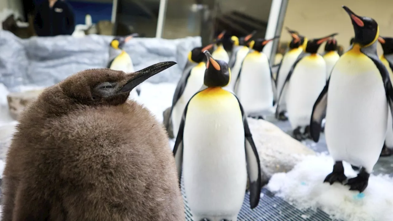 Huge Australian king penguin chick Pesto grows into social media star